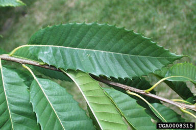 American chestnut, Castanea dentata  (Fagales: Fagaceae) - 0008315