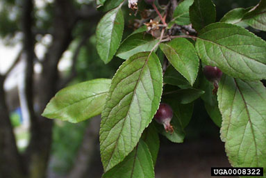southern crabapple, Malus angustifolia  (Rosales: Rosaceae) - 0008322