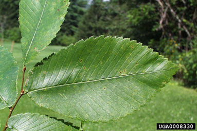 rock elm, Ulmus thomasii  (Urticales: Ulmaceae) - 0008330
