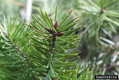 Douglas-fir, Pseudotsuga menziesii  (Pinales: Pinaceae) - 0008334