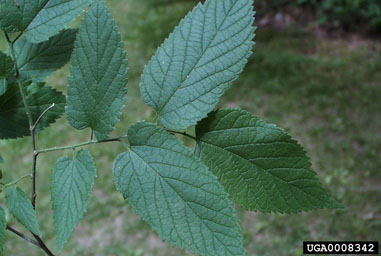 common hackberry, Celtis occidentalis  (Urticales: Ulmaceae) - 0008342