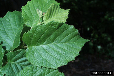 American hazelnut, Corylus americana  (Fagales: Betulaceae) - 0008344