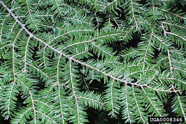eastern hemlock, Tsuga canadensis  (Pinales: Pinaceae) - 0008346