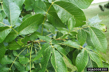 pecan, Carya illinoinensis  (Juglandales: Juglandaceae) - 0008350