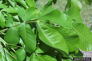 shellbark hickory, Carya laciniosa  (Juglandales: Juglandaceae) - 0008355