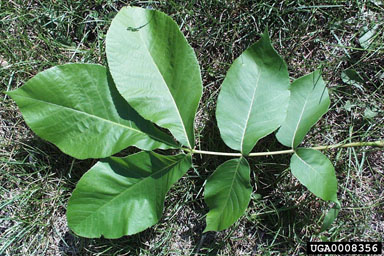 shellbark hickory, Carya laciniosa  (Juglandales: Juglandaceae) - 0008356