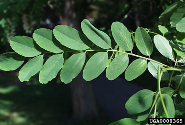 black locust, Robinia pseudoacacia  (Fabales: Fabaceae (Leguminosae)) - 0008365