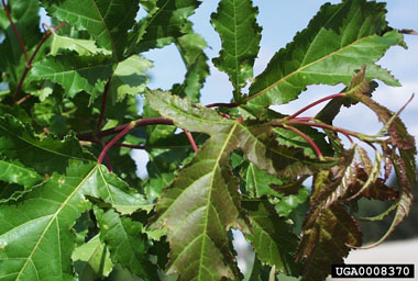 Amur maple, Acer ginnala  (Sapindales: Aceraceae) - 0008370