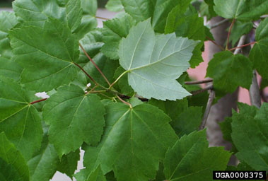 red maple, Acer rubrum  (Sapindales: Aceraceae) - 0008375