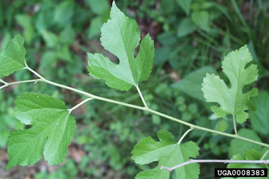 red mulberry, Morus rubra  (Urticales: Moraceae) - 0008383