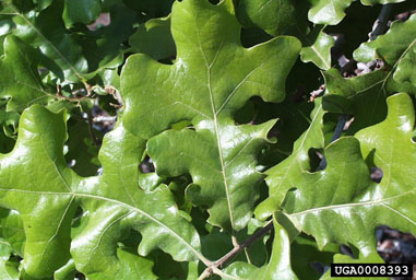 post oak, Quercus stellata  (Fagales: Fagaceae) - 0008393