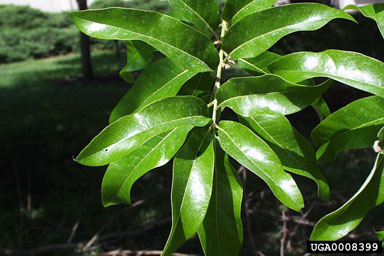 shingle oak, Quercus imbricaria  (Fagales: Fagaceae) - 0008399