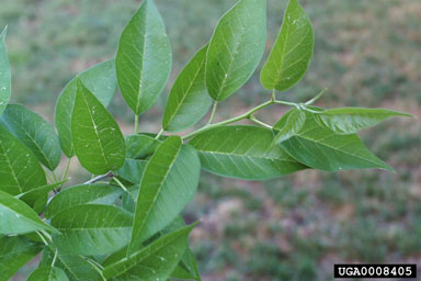 osage-orange, Maclura pomifera  (Urticales: Moraceae) - 0008405