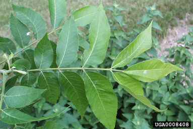 pecan, Carya illinoinensis  (Juglandales: Juglandaceae) - 0008408