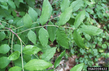 prickly-ash, Zanthoxylum americanum  (Sapindales: Rutaceae) - 0008422