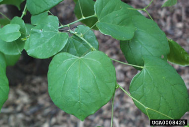eastern redbud, Cercis canadensis  (Fabales: Fabaceae (Leguminosae)) - 0008425