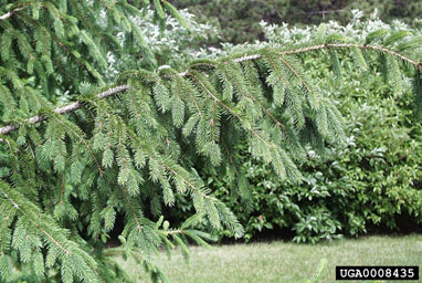 Norway spruce, Picea abies  (Pinales: Pinaceae) - 0008435