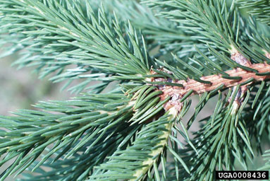 Norway spruce, Picea abies  (Pinales: Pinaceae) - 0008436