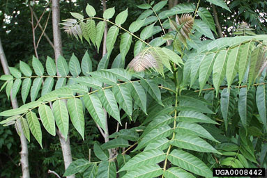 tree-of-heaven, Ailanthus altissima  (Sapindales: Simaroubaceae) - 0008442