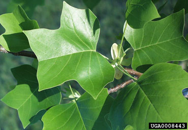 yellow-poplar, Liriodendron tulipifera  (Magnoliales: Magnoliaceae) - 0008443