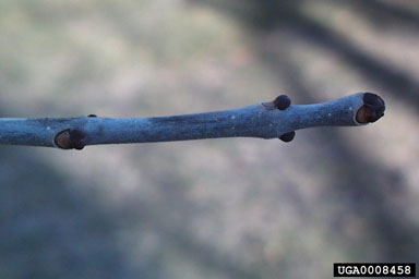 black ash, Fraxinus nigra  (Scrophulariales: Oleaceae) - 0008458