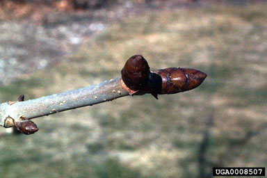 common horse chestnut, Aesculus hippocastanum  (Sapindales: Hippocastanaceae) - 0008507