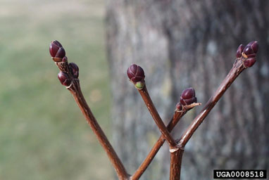 Norway maple, Acer platanoides  (Sapindales: Aceraceae) - 0008518