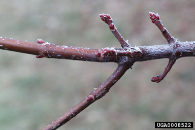 silver maple, Acer saccharinum  (Sapindales: Aceraceae) - 0008522