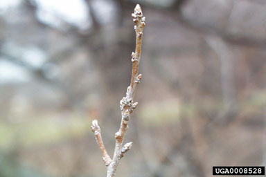 chinkapin oak, Quercus muehlenbergii  (Fagales: Fagaceae) - 0008528