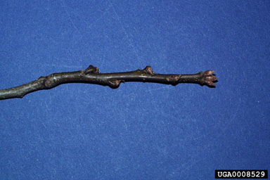 pin oak, Quercus palustris  (Fagales: Fagaceae) - 0008529