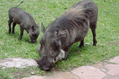 savanna warthog, Phacochoerus africanus  (Artiodactyla: Suidae) - 0009146