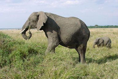 African Elephant, Loxodonta africana  (Proboscidea: Elephantidae) - 0009148