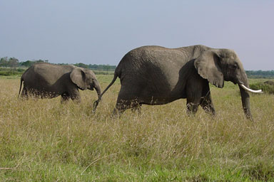 African Elephant, Loxodonta africana  (Proboscidea: Elephantidae) - 0009149