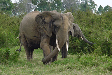African Elephant, Loxodonta africana  (Proboscidea: Elephantidae) - 0009152