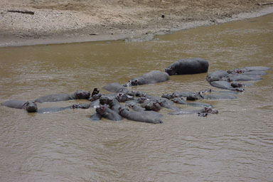 hippopotamus, Hippopotamus amphibius  (Artiodactyla: Hippopotamidae) - 0009177