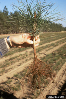 planting stock on ponderosa pine (Pinus ponderosa ) - 0010005