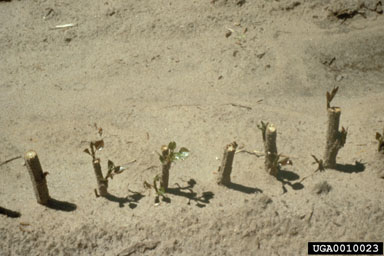 rooted/unrooted cuttings,    - 0010023