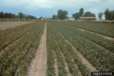 rooted/unrooted cuttings,    - 0010024