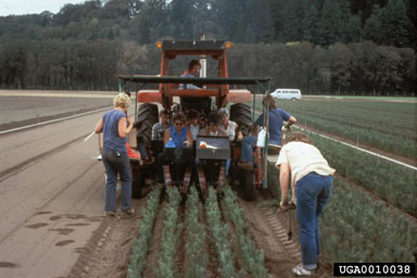 transplanting,    - 0010038