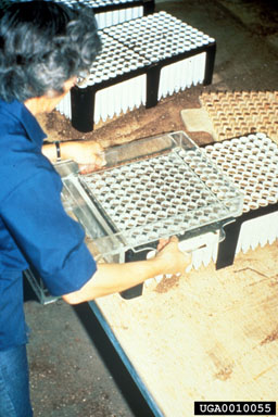 seeding or sowing,    - 0010055