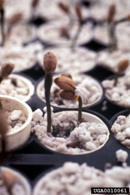 nursery operations,    - 0010061