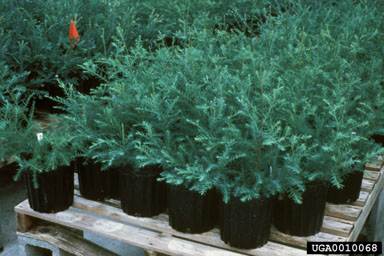rooted/unrooted cuttings on redwood (Sequoia sempervirens ) - 0010068