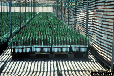nursery operations,    - 0010071