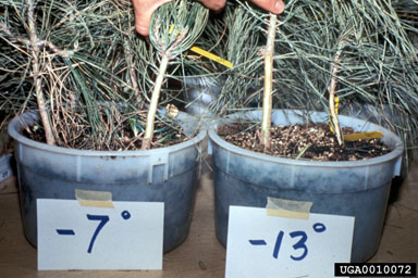 nursery operations,    - 0010072