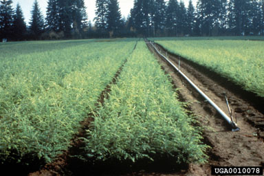 transplanting,    - 0010078