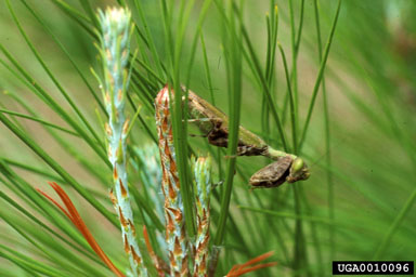 mantids (  ) on Caribbean pine (Pinus caribea ) - 0010096