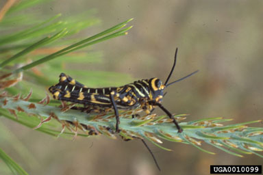 giant red-winged grasshopper (Tropidacris cristata dux) on Caribbean pine (Pinus caribea ) - 0010099