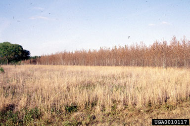 frost and winter injury (general),    (Abiotic: Other abiotic damage) - 0010117