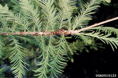 lecanium scales (Coccus spp. ) on baldcypress (Taxodium distichum ) - 0010122