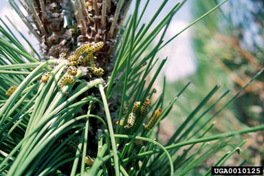 redheaded pine sawfly (Neodiprion lecontei ) on longleaf pine (Pinus palustris ) - 0010125
